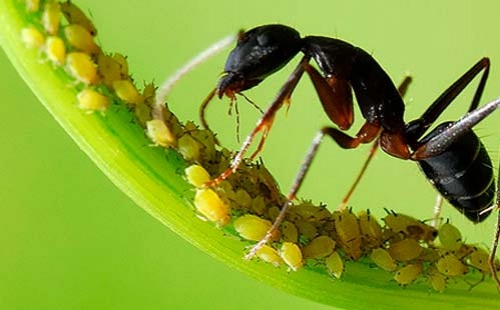 Riješite se mrava pomoću Imidasect gela za suzbijanje mrava