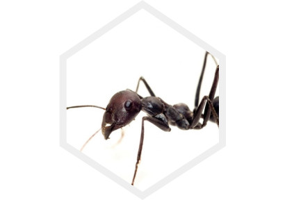 Problem s mravima