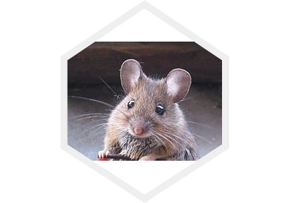 Problem s miševima, štakorima